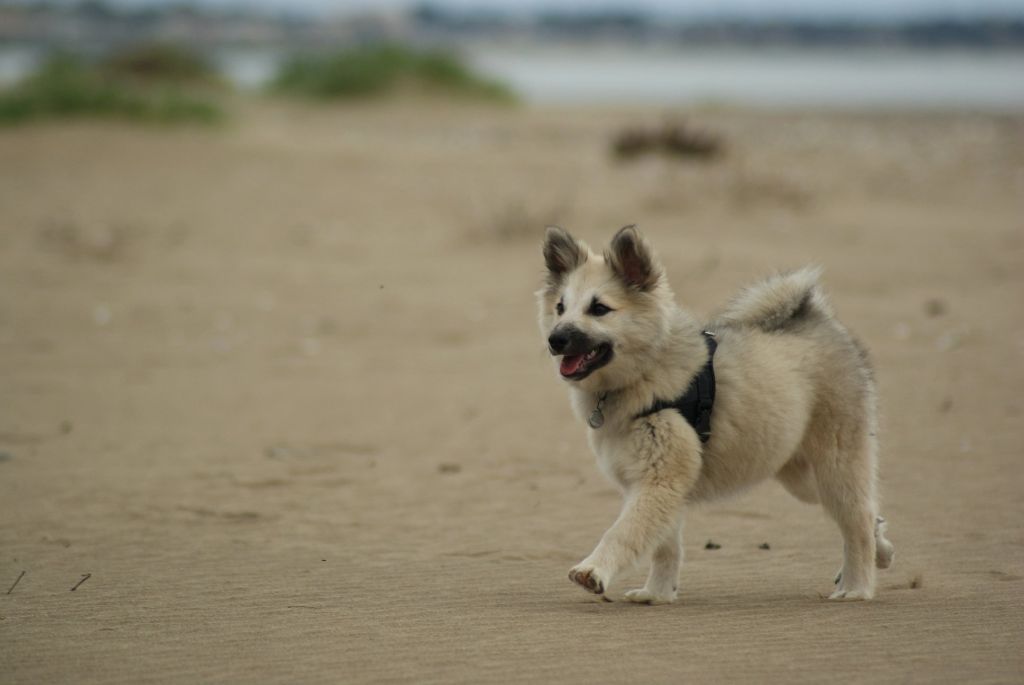 Elevage Ars Viking Eleveur De Chiens Berger Islandais