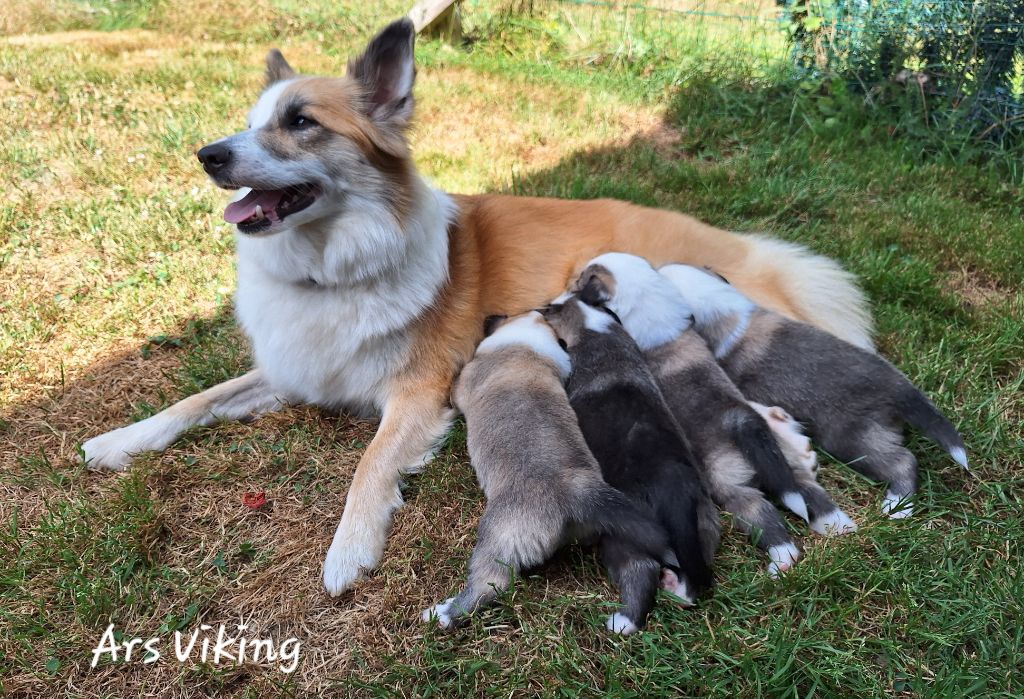 chiot Berger islandais Ars Viking