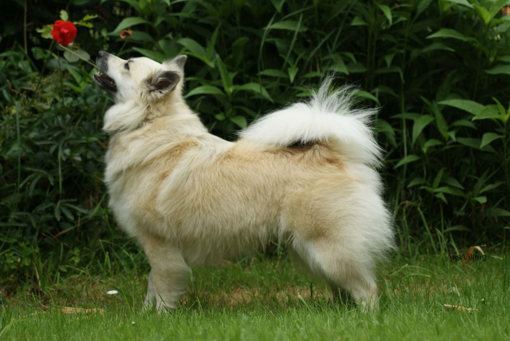 Ossura fra Kyuden Kitsune