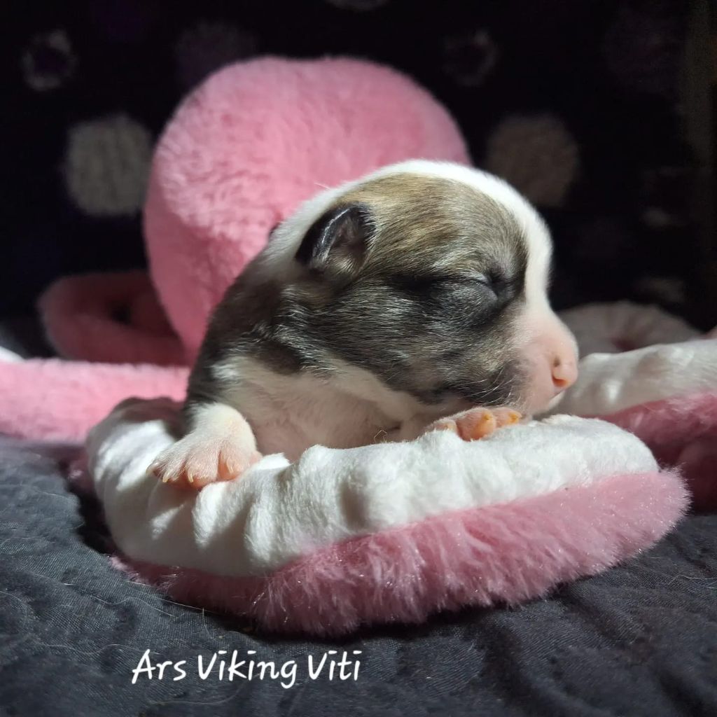 Ars Viking Viti