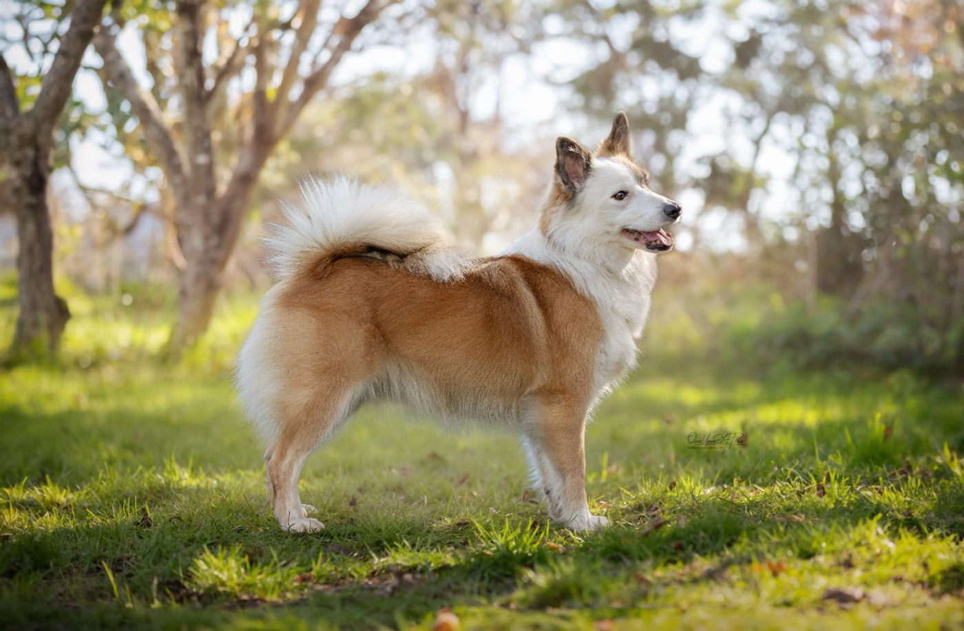 Futur portée Ars Viking Snotra