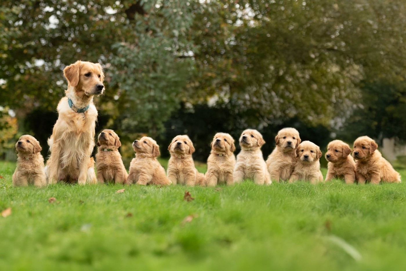 Trinity fera une portée fin 2026 début 2027