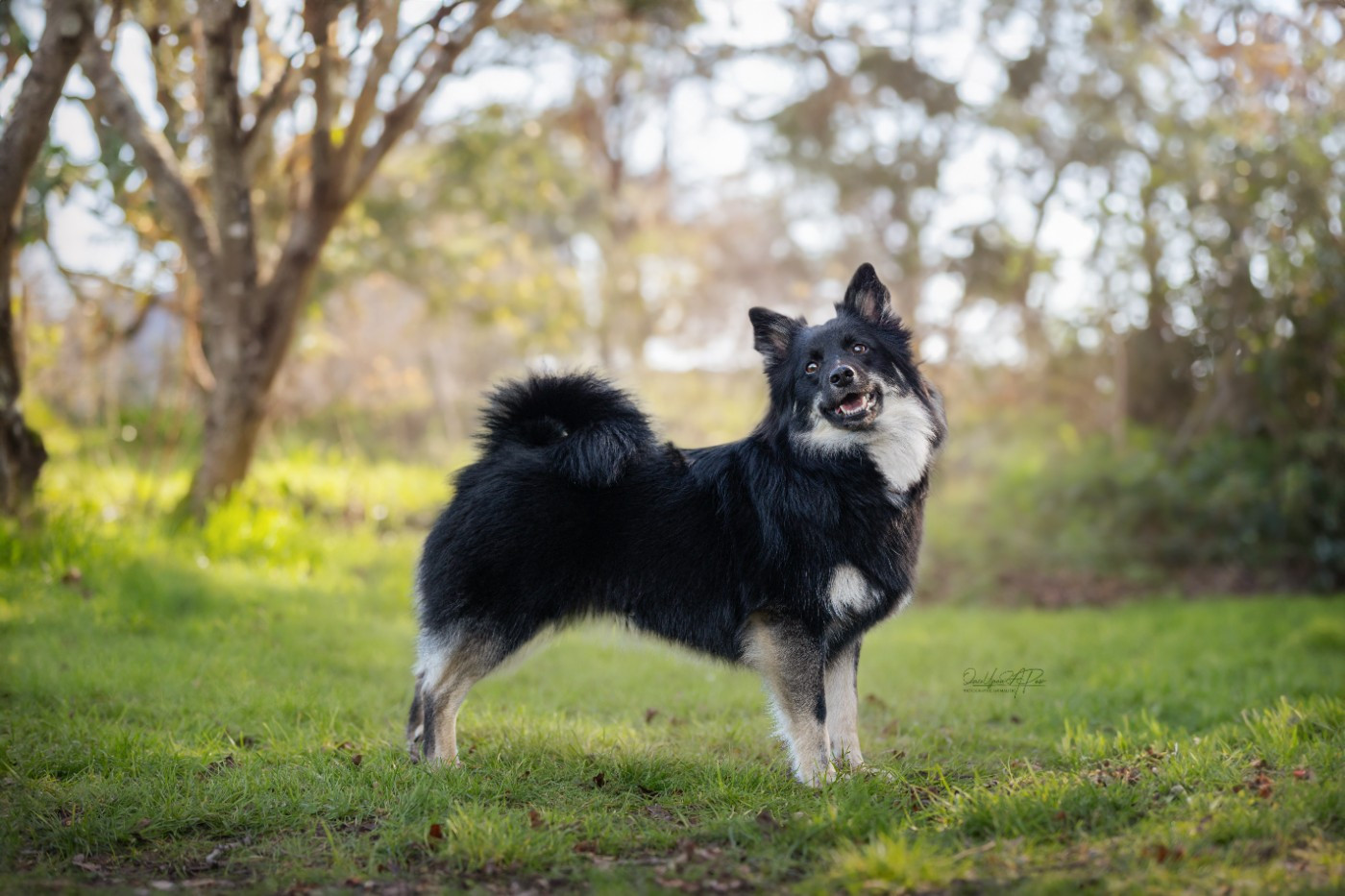 Portée fin 2026 multi Ch Ars Viking Rùna