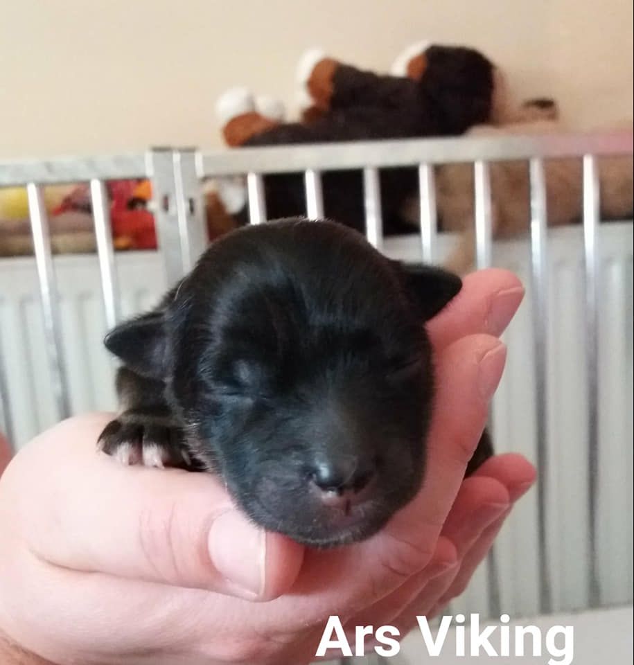 Ars Viking Rùna