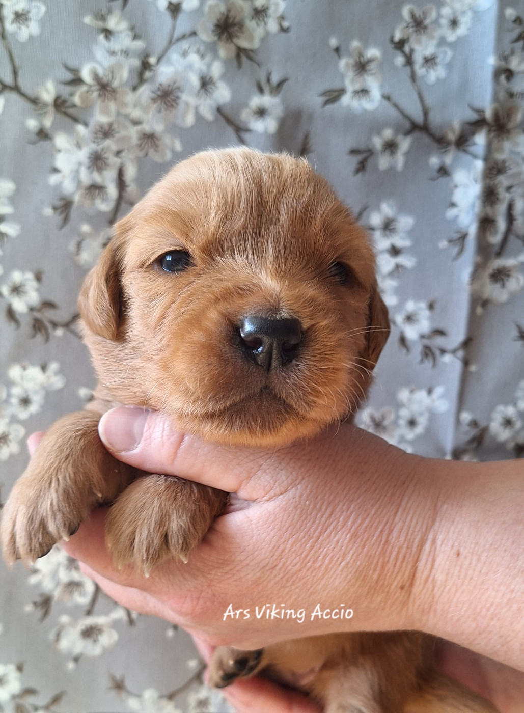 Ars Viking - Chiots disponibles - Golden Retriever