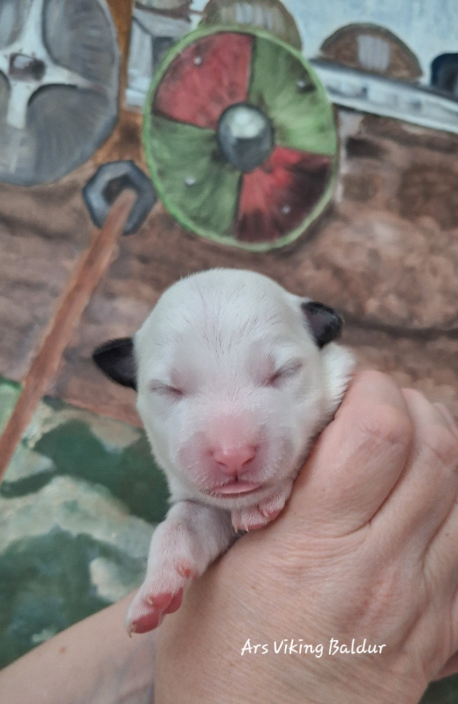 Ars Viking - Chiots disponibles - Berger islandais