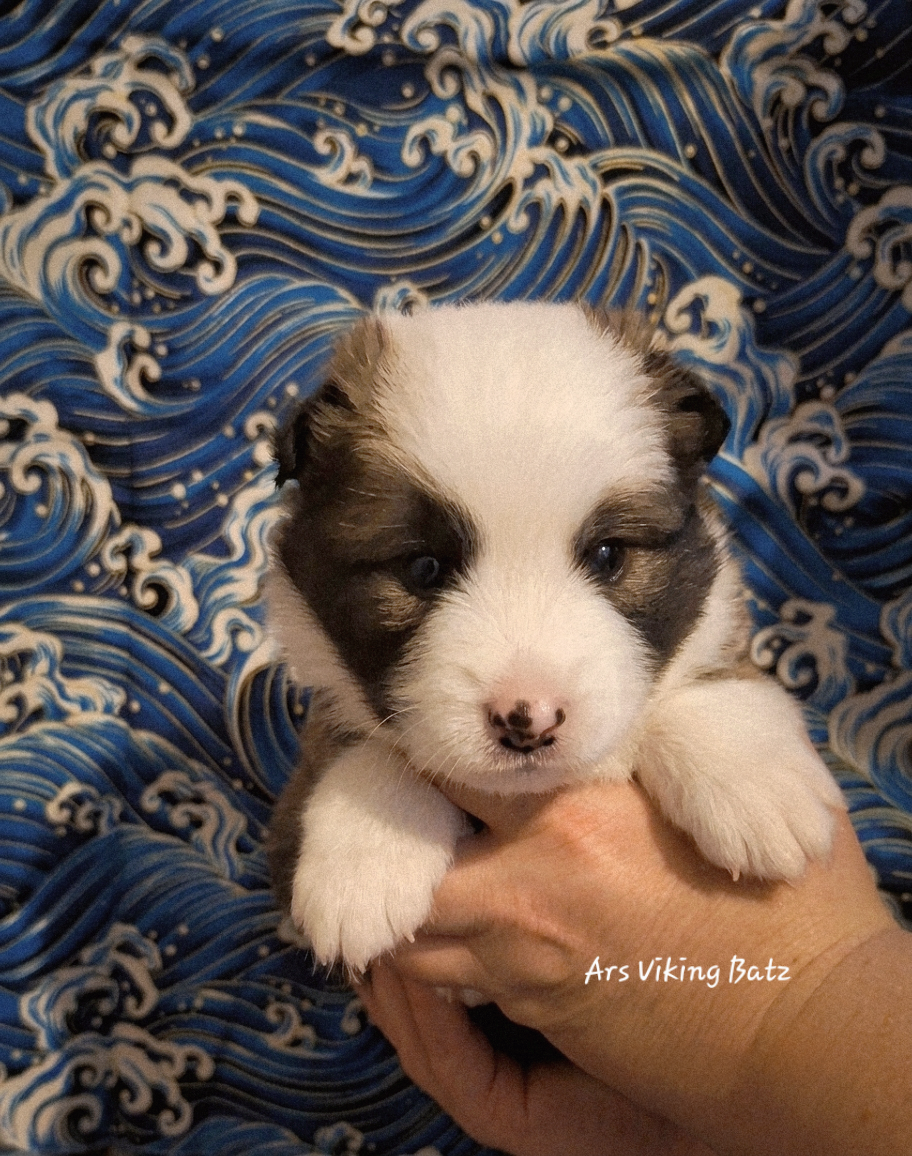 Ars Viking - Chiots disponibles - Berger islandais
