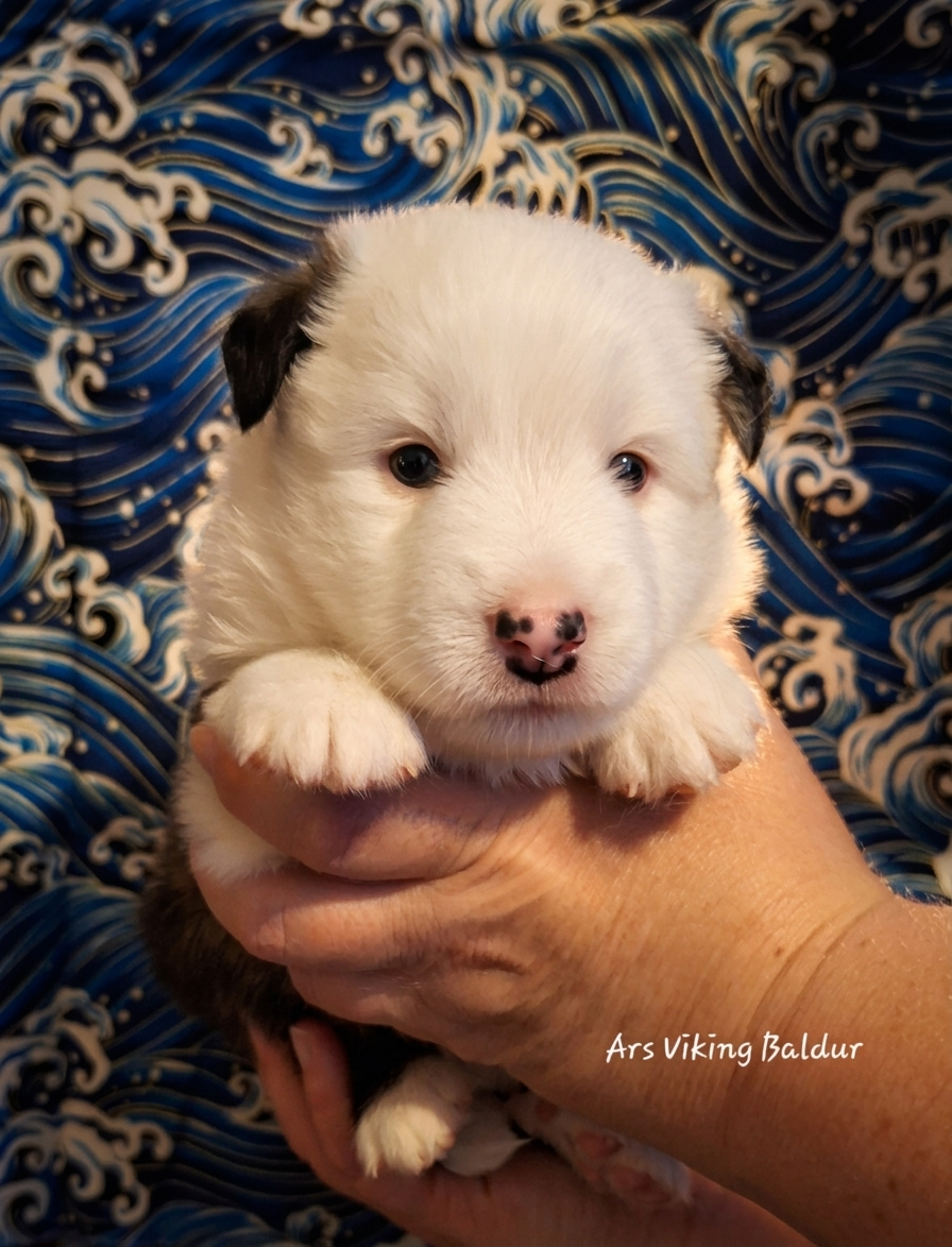 Ars Viking - Chiots disponibles - Berger islandais