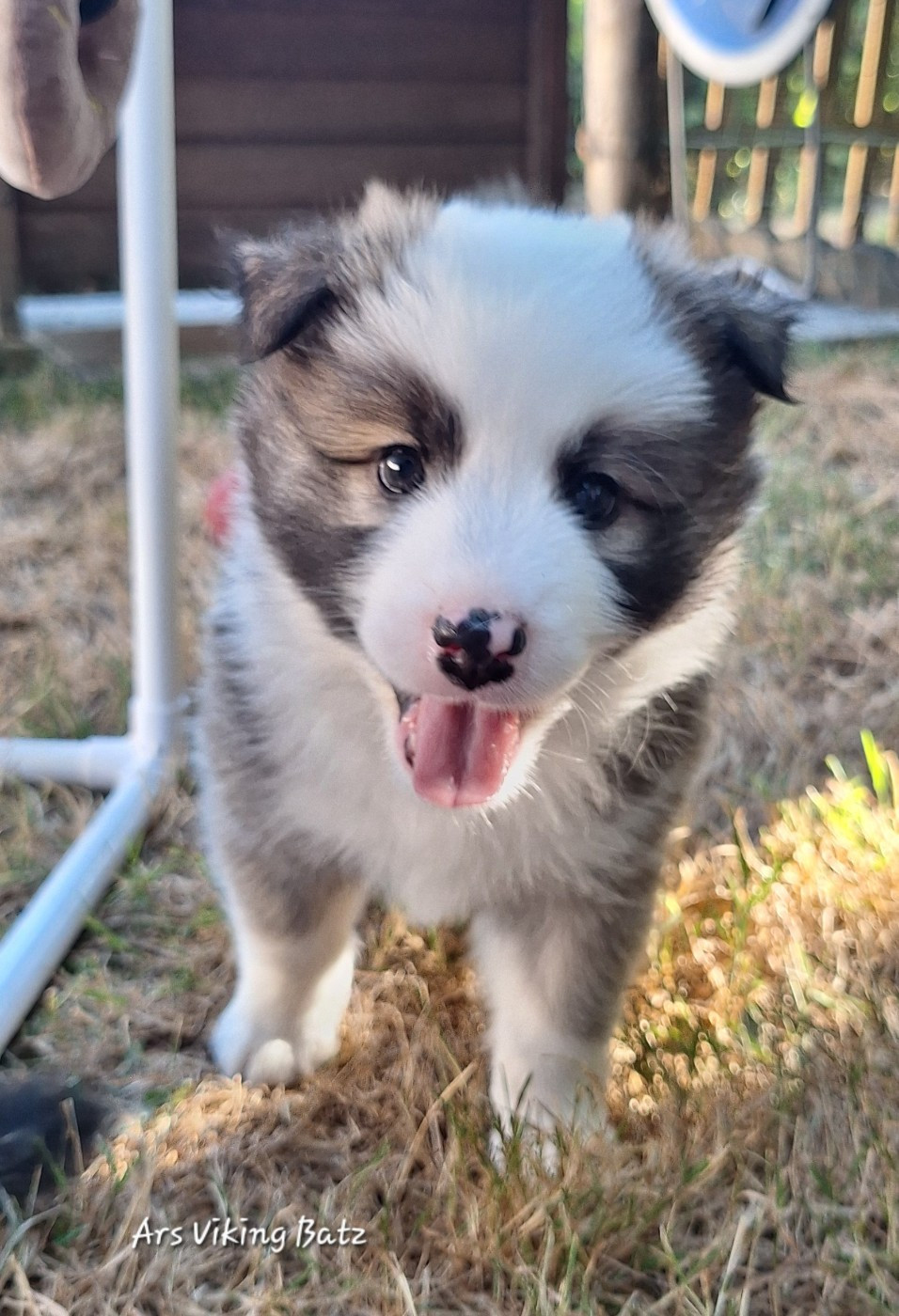 Ars Viking - Chiots disponibles - Berger islandais