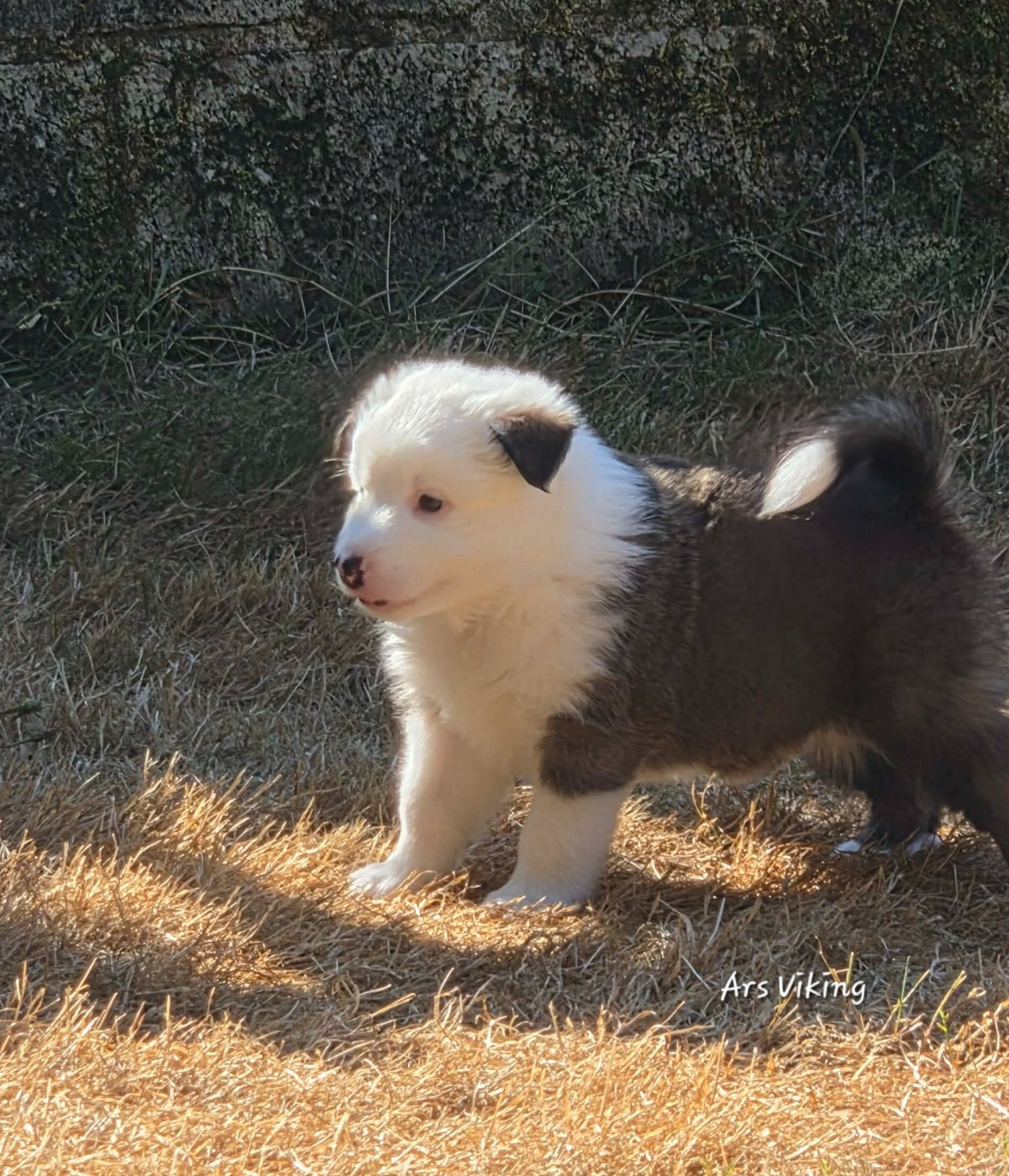 Ars Viking - Chiots disponibles - Berger islandais