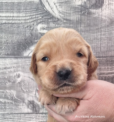 Ars Viking Alohomora