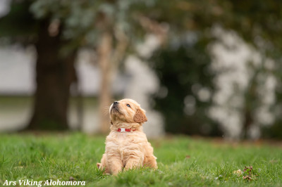 Ars Viking Alohomora